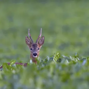 Roebuck (Capreolus capreolus) in a sugar beet field Roebuck (Capreolus capreolus) in a sugar beet field