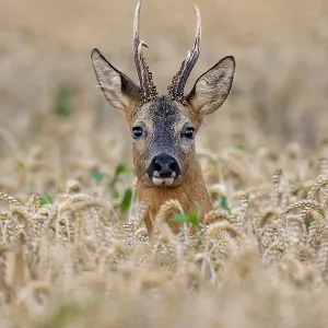 Roebuck (Capreolus capreolus) in wheat Roebuck (Capreolus capreolus) in wheat