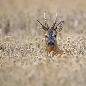 Roebuck (Capreolus capreolus) in wheat Roebuck (Capreolus capreolus) in wheat