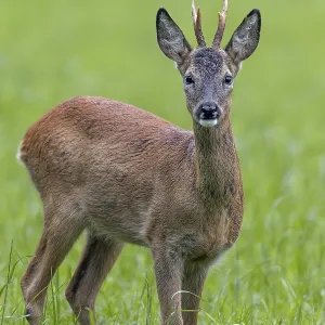 Roebuck (Capreolus capreolus) yearling eyes attentive Roebuck (Capreolus capreolus) yearling eyes attentive