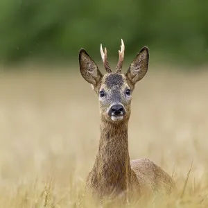Roebuck (Capreolus capreolus) yearling in a field Roebuck (Capreolus capreolus) yearling in a field