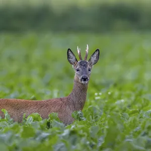 Roebuck (Capreolus capreolus) yearling in a sugar beet field Roebuck (Capreolus capreolus) yearling in a sugar beet field