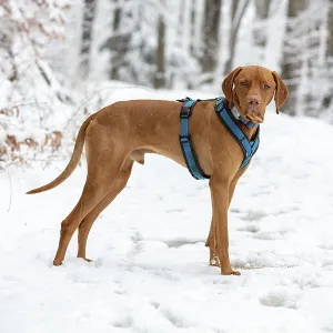 RoevidszOErU Magyar Vizsla, Hungarian short-haired pointing dog