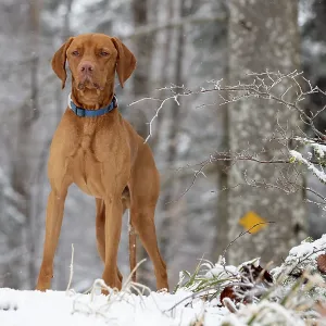 RoevidszOErU Magyar Vizsla, Hungarian short-haired pointing dog