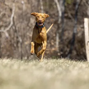 RoevidszOErU Magyar Vizsla, Hungarian short-haired pointing dog