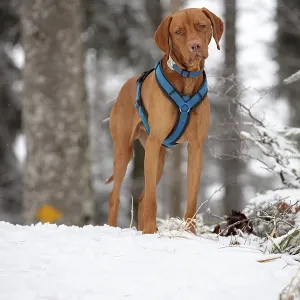 RoevidszOErU Magyar Vizsla, Hungarian short-haired pointing dog