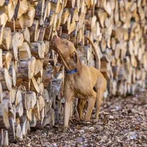 RoevidszOErU Magyar Vizsla, Hungarian short-haired pointing dog