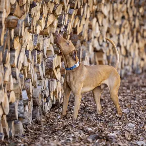 RoevidszOErU Magyar Vizsla, Hungarian short-haired pointing dog