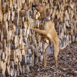RoevidszOErU Magyar Vizsla, Hungarian short-haired pointing dog