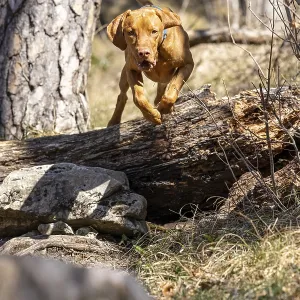 RoevidszOErU Magyar Vizsla, Hungarian short-haired pointing dog