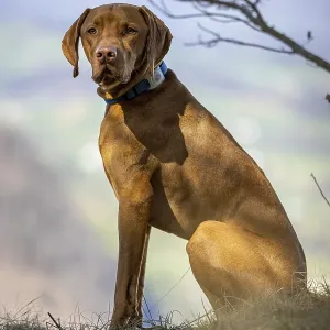 RoevidszOErU Magyar Vizsla, Hungarian short-haired pointing dog