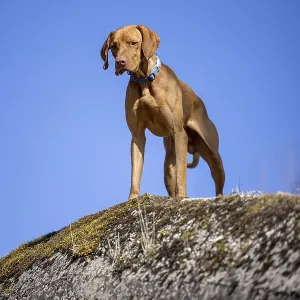 RoevidszOErU Magyar Vizsla, Hungarian short-haired pointing dog