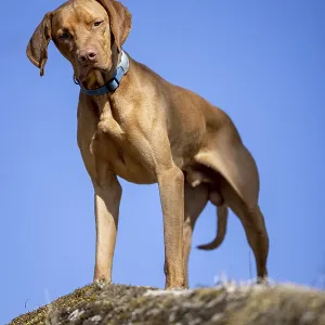 RoevidszOErU Magyar Vizsla, Hungarian short-haired pointing dog