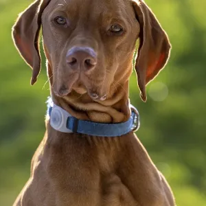 RoevidszOErU Magyar Vizsla, portrait in sunlight