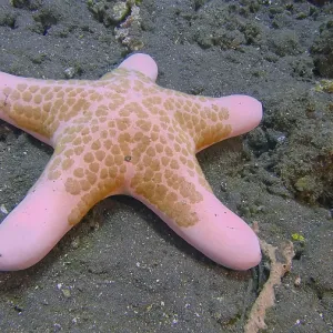 A roller starfish (Choriaster granulatus) lies on the sandy seabed A roller starfish (Choriaster granulatus) lies on the sandy seabed