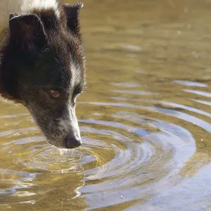 Ronda, malaga, spain Dog cooling down and drinking water from a shallow puddle Ronda, malaga, spain Dog cooling down and drinking water from a shallow puddle