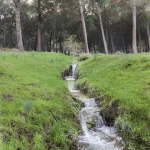 Ronda, Spain Print - Lush Woodland Stream Ronda, Spain Print - Lush Woodland Stream