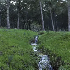 Ronda, Spain - Forest Stream Print Ronda, Spain - Forest Stream Print