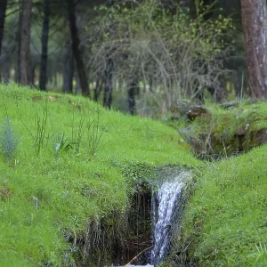 Ronda, Spain: Lush Waterfall Print Ronda, Spain: Lush Waterfall Print