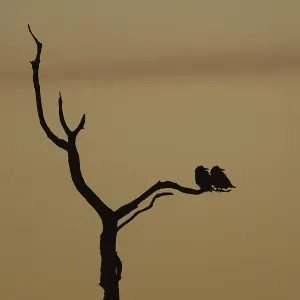 Rook (Corvus frugilegus) silhouette of two adult birds roosting on a tree branch at sunset Rook (Corvus frugilegus) silhouette of two adult birds roosting on a tree branch at sunset