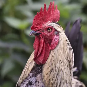 Rooster (Gallus gallus domesticus) in the outdoor enclosure