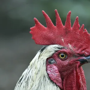 Rooster (Gallus gallus domesticus) in the outdoor enclosure