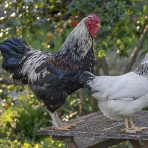 Rooster and hen (Gallus gallus domesticus) on a garden table