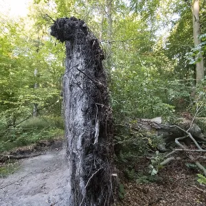 Root plate in the DarB primeval forest