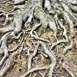 Roots of a beech tree in the forest