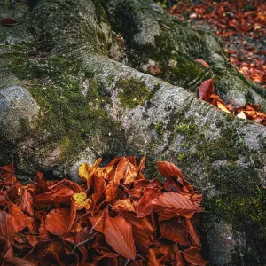 Roots of a deciduous tree covered with moss in autumn and brown leaves on the forest floor Roots of a deciduous tree covered with moss in autumn and brown leaves on the forest floor