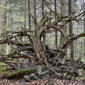 Roots of a fallen Common Spruce (Picea abies) Roots of a fallen Common Spruce (Picea abies)