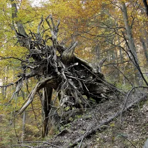 Roots of a fallen tree in a forest Roots of a fallen tree in a forest