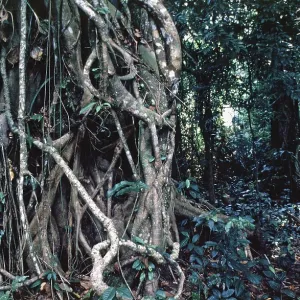 Roots, jungle, man, Amazon region near Iquitos Roots, jungle, man, Amazon region near Iquitos