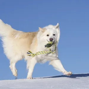 Rope games, Icelandic dog in the snow Rope games, Icelandic dog in the snow