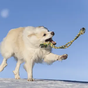 Rope games, Icelandic dog in the snow Rope games, Icelandic dog in the snow