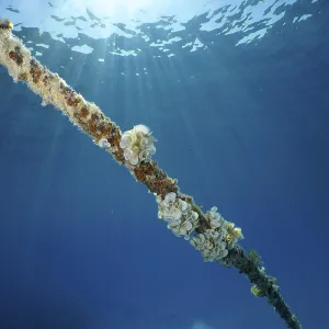 A rope under water covered with ear funnel algae (Padina Gymnospora)