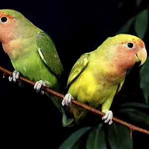 Rosy Faced Lovebird (agapornis roseicollis)