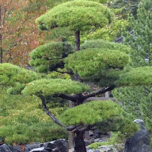 Rotating pine (Pinus contorta) Rotating pine (Pinus contorta)