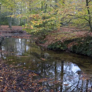 Rotbach, near-natural stream, beech forest November Rotbach, near-natural stream, beech forest November
