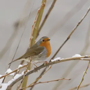 Rotkehlchen (Erithacus rubecula) auf einem schneebedeckten Zweig