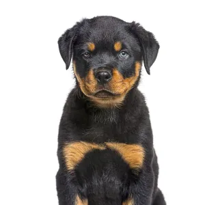 Rottweiler puppy portrait in studio Rottweiler puppy portrait in studio