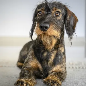 Rough-haired dachshund (Canis lupus familiaris)