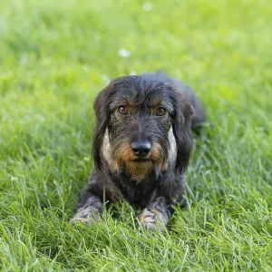 Rough-haired dachshund (Canis lupus familiaris) male