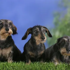 Rough-haired Dachshund, Dwarf Grey Dachshund