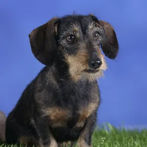 Rough-haired Dachshund, Dwarf Grey Dachshund Rough-haired Dachshund, Dwarf Grey Dachshund