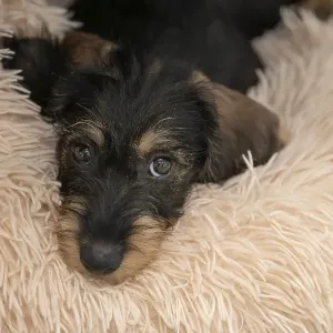 Rough-haired dachshund, female