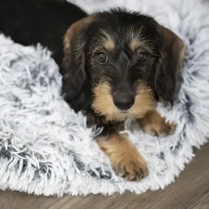 Rough-haired dachshund, female