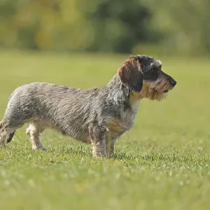 Rough-haired dachshund, hunting dog Rough-haired dachshund, hunting dog