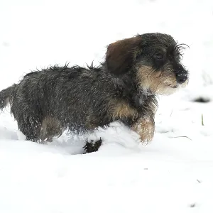 Rough-haired dachshund, hunting dog Rough-haired dachshund, hunting dog