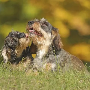 Rough-haired dachshund, hunting dog